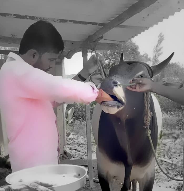 Aiding Animals